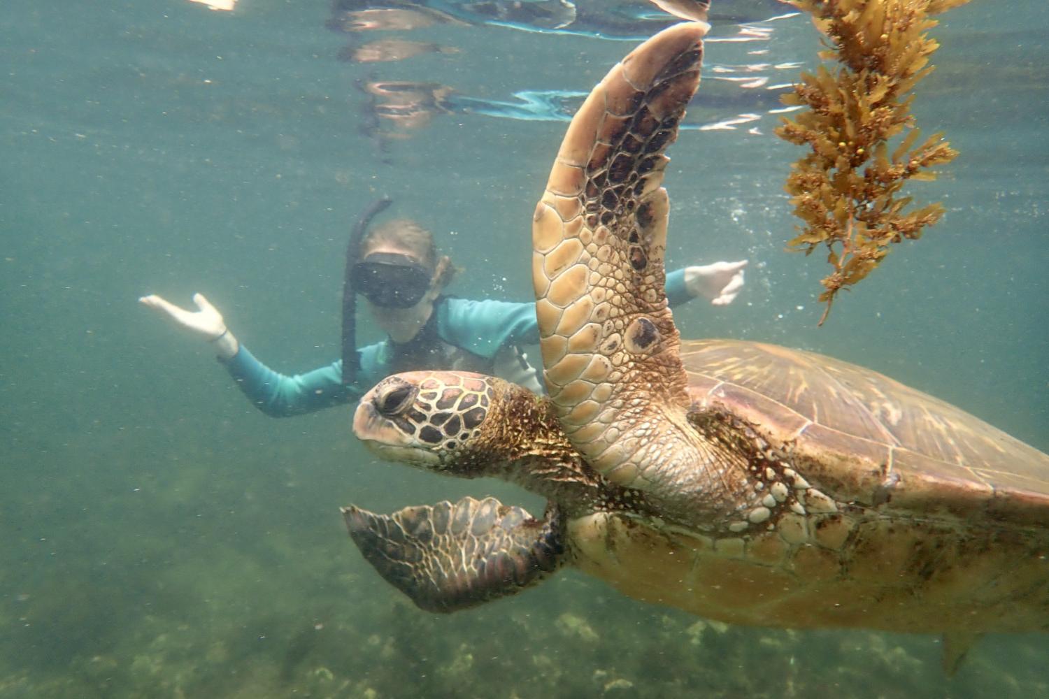 一名<a href='http://7ad.vinoselecion.com'>bv伟德ios下载</a>学生在Galápagos群岛游学途中与一只巨龟游泳.